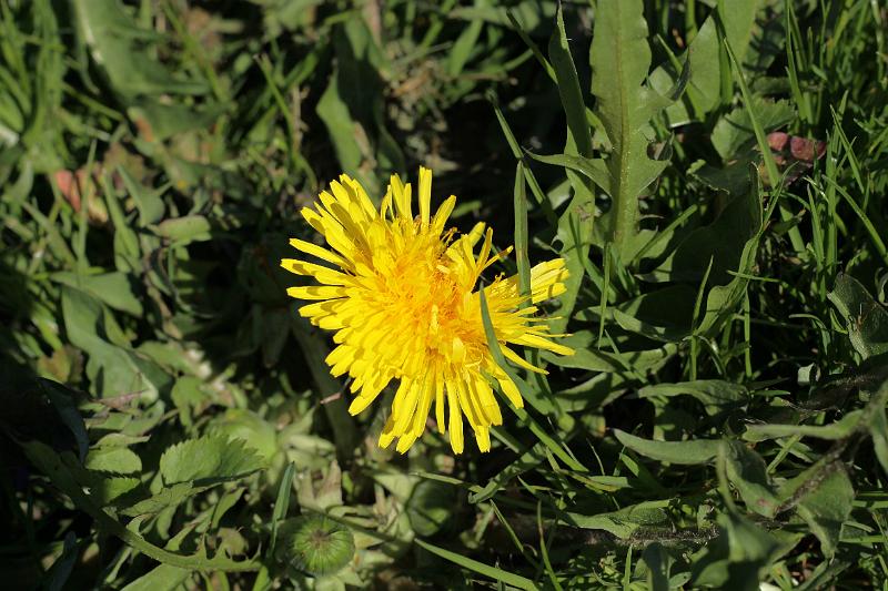 wiosna 2010_16.jpg